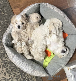 Фото №1. мальтипу - купить в Hessisch Lichtenau за 83490₽. Объявление №150164