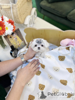 Фото №2 к объявлению №157677 о продаже  - купить в США частное объявление