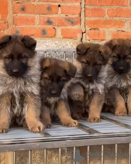 Фото №1. немецкая овчарка - купить в Плохой Хомбург перед высотой за 64937₽. Объявление №163024