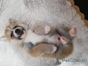 Фото №3. gift adorable Akita puppies.  Италия
