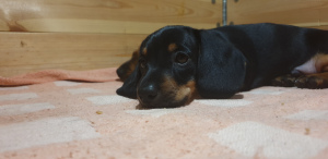 Фото №2 к объявлению №4981 о продаже беспородную - купить в Беларуси частное объявление