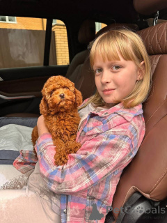 Фото №3. Дом декана Джанет Кей.  США