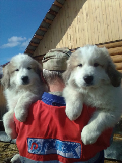 Фото №2 к объявлению №1988 о продаже пиренейскую горную собаку - купить в России заводчик