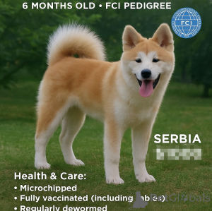 Фото №1. акита-ину - купить в Крусевак за 111320₽. Объявление №147661