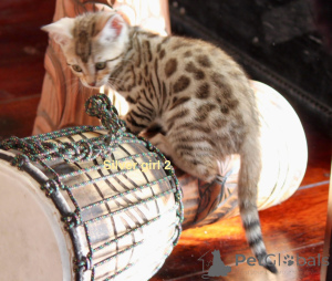 Фото №3. Исключительный бенгальский щенок. Австрия