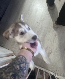 Фото №1. сибирский хаски - купить в Андорра Ла Велла за 31454₽. Объявление №161320