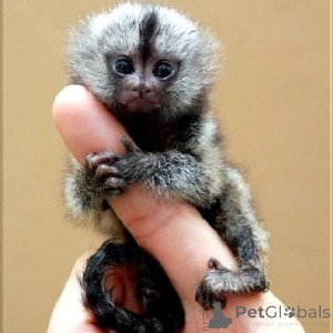 Фото №2 к объявлению №161693 о продаже  - купить в Бельгии 