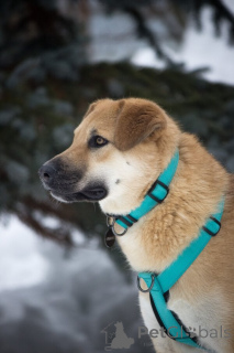 Фото №3. Чудесная Барабулька ищет дом и любящую семью!.  Россия