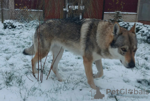 Фото №2 к объявлению №33280 о продаже волчью собаку сарлоса - купить в Беларуси из питомника, заводчик