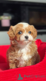 Фото №3. Мини мальтийская болонка-пудель девочка.  Германия