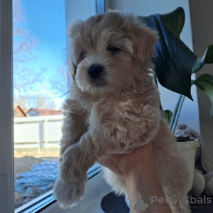 Фото №4. Продажа мальтипу в Могилёве заводчик - цена 72474₽