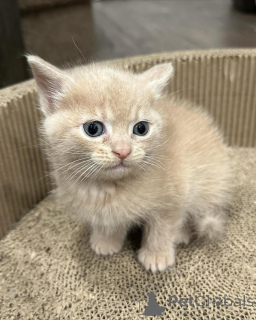 Фото №2 к объявлению №150618 о продаже беспородная - купить в Германии из приюта, заводчик