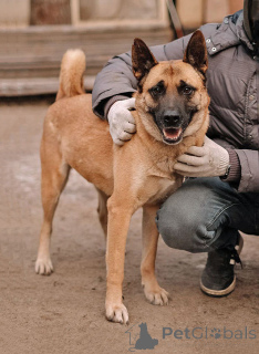 Фото №1. беспородная - купить в Санкт-Петербурге за Бесплатно. Объявление №165127