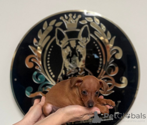 Фото №2 к объявлению №161326 о продаже  - купить в Боснии и Герцеговине 