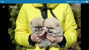 Фото №4. Продажа  в Київ  - цена Бесплатно