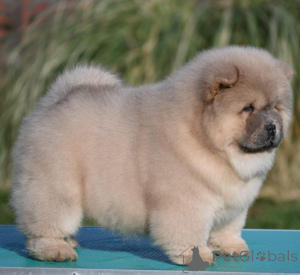 Фото №2 к объявлению №139196 о продаже померанского шпица - купить в Сербии 