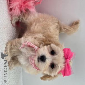 Фото №1. мальтипу - купить в Аарберген за 32468₽. Объявление №151366