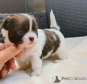 Фото №1. чихуахуа - купить в Mielec за договорная. Объявление №167360