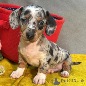 Фото №2 к объявлению №166189 о продаже беспородную - купить в Германии частное объявление