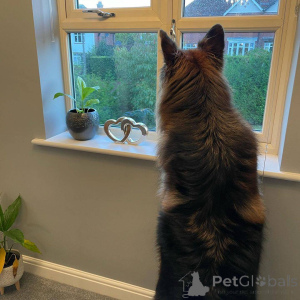 Фото №2 к объявлению №139945 о продаже немецкую овчарку - купить в Германии 