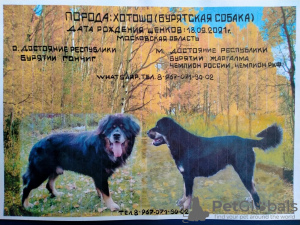 Фото №1. бурят-монгольский волкодав - купить в Белоозёрский за 61331₽. Объявление №13872