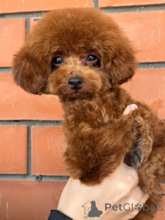 Фото №2 к объявлению №155083 о продаже пуделя (карликового) - купить в России 