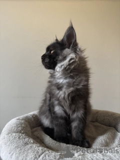 Фото №3. Maine-Coon-Kätzchen Verkaufen. Германия