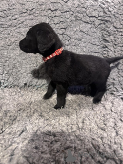 Фото №1. лабрадор-ретривер - купить в Манчестер за договорная. Объявление №166832