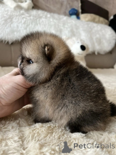 Фото №1. померанский шпиц - купить в Мюнхене за договорная. Объявление №165635
