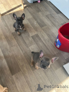 Фото №3. Kc registered French bulldogs..whatsapp me at 44 7453 907158.  Великобритания