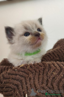 Фото №3. Печать точка Ragdoll-Kätzchen. Германия