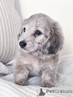 Фото №2 к объявлению №144518 о продаже таксу - купить в Германии заводчик