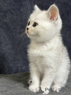 Фото №1. шотландская (скоттиш страйт) - купить в Минске за 11596₽. Объявление №164179