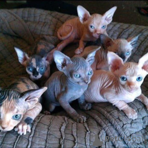 Фото №1. сфинкс - купить в Барселоне за 55660₽. Объявление №160911