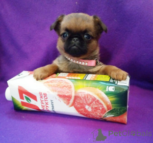 Фото №3. Мини девочка пти-брабансон.  Россия