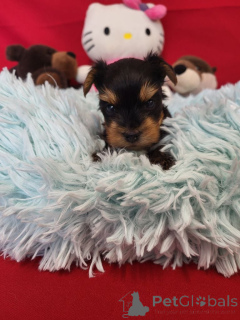 Фото №2 к объявлению №138934 о продаже бивер-йоркширского терьера - купить в Бельгии частное объявление, заводчик