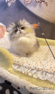 Фото №1. менуэт короткошерстная - купить в Арнсберг за 32468₽. Объявление №153190