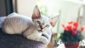 Фото №3. Полностью вакцинированные потрясающие котята корниш-рекса. Венгрия