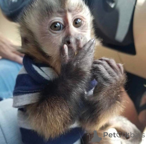 Фото №4. Продажа  в Столбец  - цена договорная