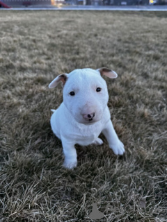 Фото №1. бультерьер - купить в Bad Soden-Salmünster за договорная. Объявление №162360