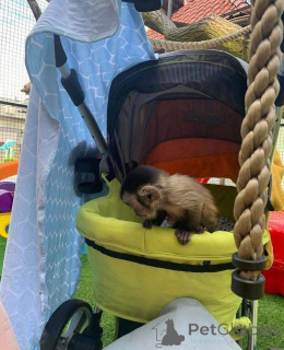 Фото №3. у нас есть очаровательные малыши, которым мы ищем для них дом навсегда. У нас.  Великобритания