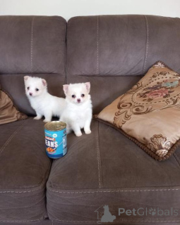 Фото №2 к объявлению №166895 о продаже чихуахуа - купить в Польше 