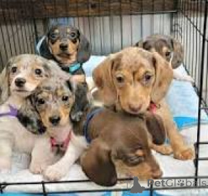 Фото №1. такса - купить в Брюсселе за 64937₽. Объявление №166575