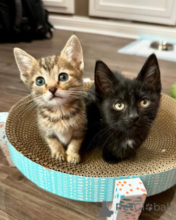 Фото №1. беспородная - купить в Мюнхене за 3711₽. Объявление №150622