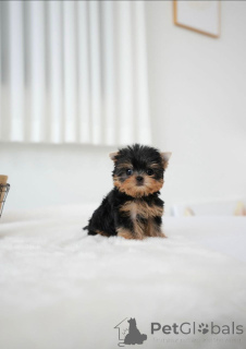 Фото №3. У этих маленьких милашек красивые отметины.  Финляндия