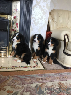 Фото №3. Cute Bernese Mountain puppies for free adoption.  Германия