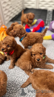 Фото №1. пудель (той) - купить в Дюссельдорфе за договорная. Объявление №152579