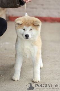 Фото №4. Продажа акита-ину в Белграде  - цена договорная