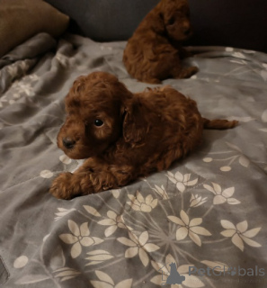 Фото №3. Амбаланган айура я пудель.  Сербия