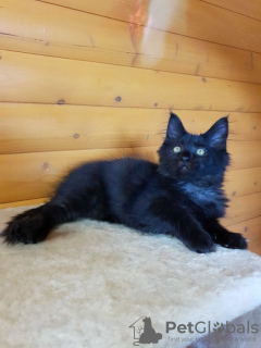 Дополнительные фото: Черный Мейн-Кун, шикарный котёнок с интересным характером